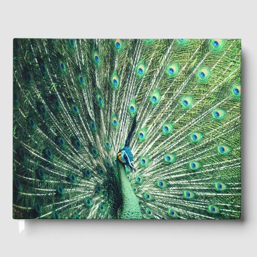 Peacock Strut Gastenboek (Voorkant)