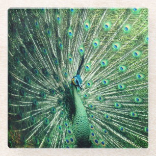 Peacock Strut Glazen Onderzetter
