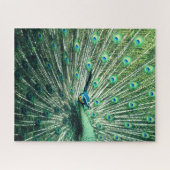 Peacock Strut Legpuzzel (Horizontaal)