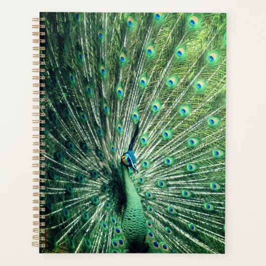 Peacock Strut Planner (Voorkant)