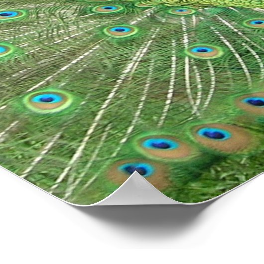 Peacock Strut Poster (Hoek)