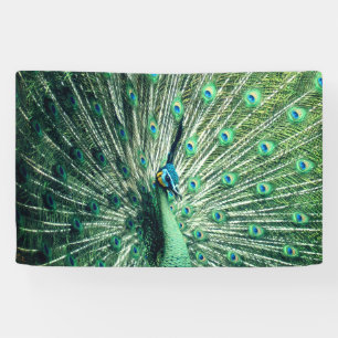 Peacock Strut Spandoek