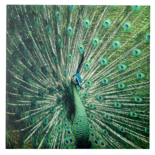 Peacock Strut Tegeltje