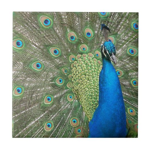 Peacock Strut Tegeltje (Voorkant)