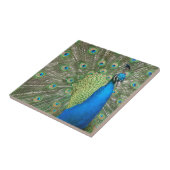 Peacock Strut Tegeltje (Zijkant)