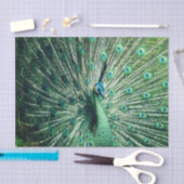 Peacock Strut Tissuepapier (Craft)