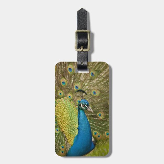 Peacock-strutting Bagagelabel (Voorkant verticaal)