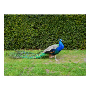 Peacock Strutting Perfect Poster