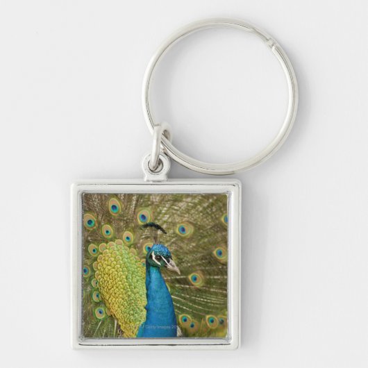 Peacock-strutting Sleutelhanger (Voorkant)