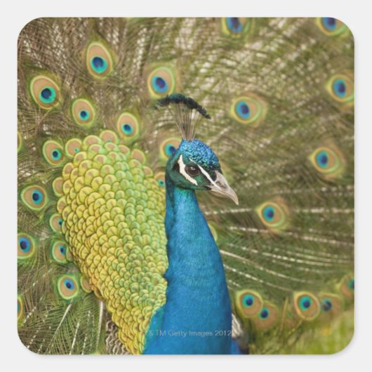 Peacock-strutting Vierkante Sticker (Voorkant)