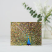 Peacock Tail Feathers Briefkaart (Staand voorkant)