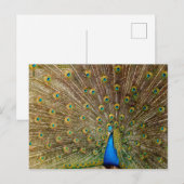 Peacock Tail Feathers Briefkaart (Voorkant / Achterkant)