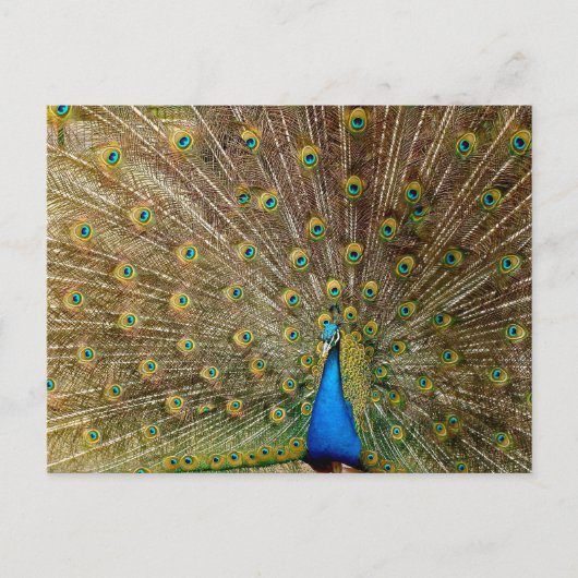 Peacock Tail Feathers Briefkaart (Voorkant)