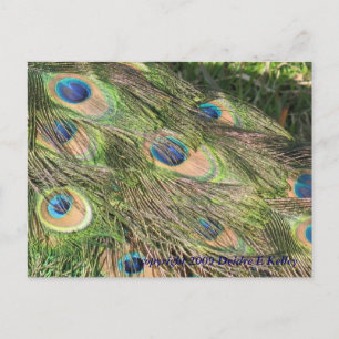 Peacock Tail Feathers Briefkaart