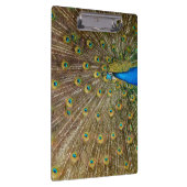 Peacock Tail Feathers Klembord (Rechts)