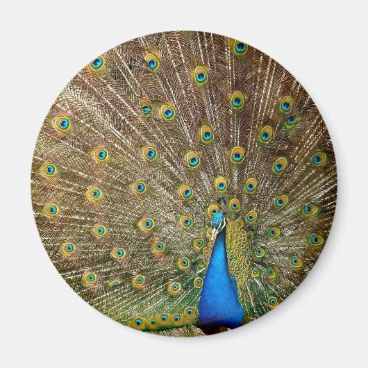 Peacock Tail Feathers Magneet (Voorkant)