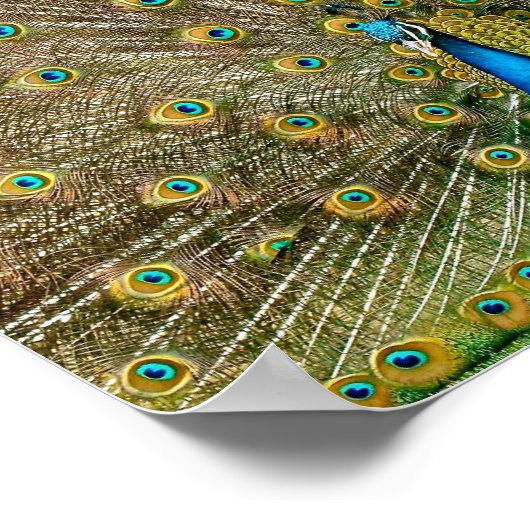 Peacock Tail Feathers Poster (Hoek)
