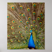 Peacock Tail Feathers Poster (Voorkant)