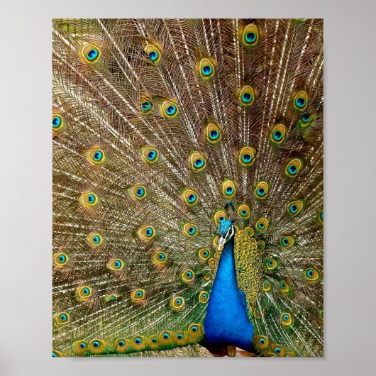Peacock Tail Feathers Poster (Voorkant)