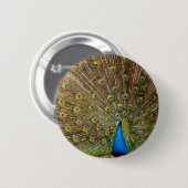 Peacock Tail Feathers Ronde Button 5,7 Cm (Voorkant /achterkant)