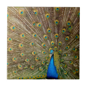 Peacock Tail Feathers Tegeltje