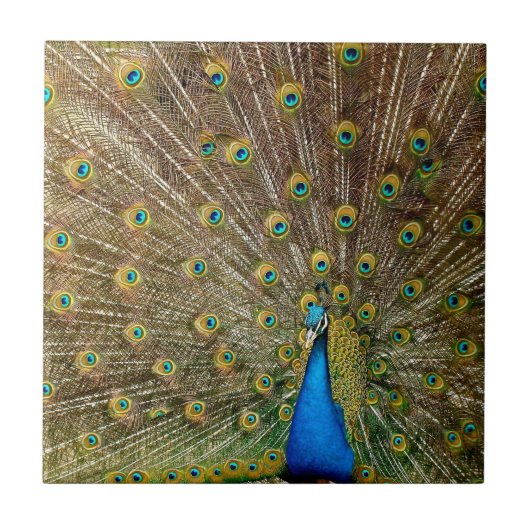 Peacock Tail Feathers Tegeltje (Voorkant)