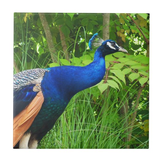 Peacock Tegeltje (Voorkant)