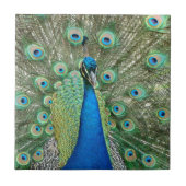 Peacock Tile Tegeltje (Voorkant)