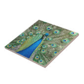 Peacock Tile Tegeltje (Zijkant)