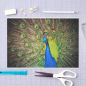 Peacock Tissuepapier (Craft)