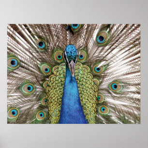 Peacock toont bezoekers poster