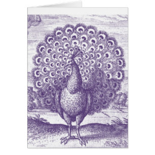 Peacock, une gravure vintage