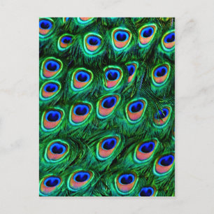 Peacock veren_ briefkaart