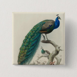 Peacock Vierkante Button 5,1 Cm
