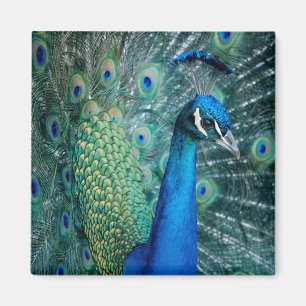 Peacock, vierkante magneet