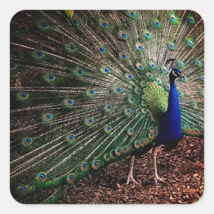 Peacock Vierkante Sticker