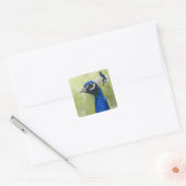 Peacock Vierkante Sticker (Envelop)