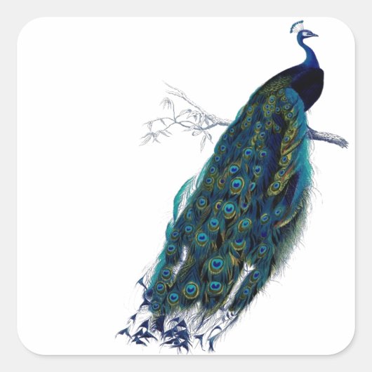  Peacock Vierkante Sticker (Voorkant)
