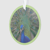 Peacock Visage & Plumes Poussière. Ornement (devant)