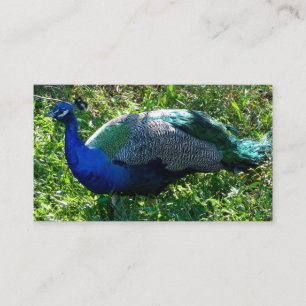Peacock-Visitekaartjes Visitekaartje
