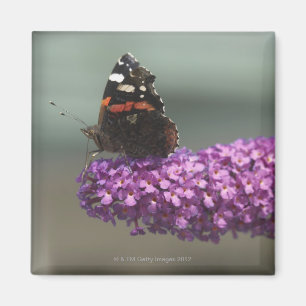 Peacock-vlinder op bloem magneet
