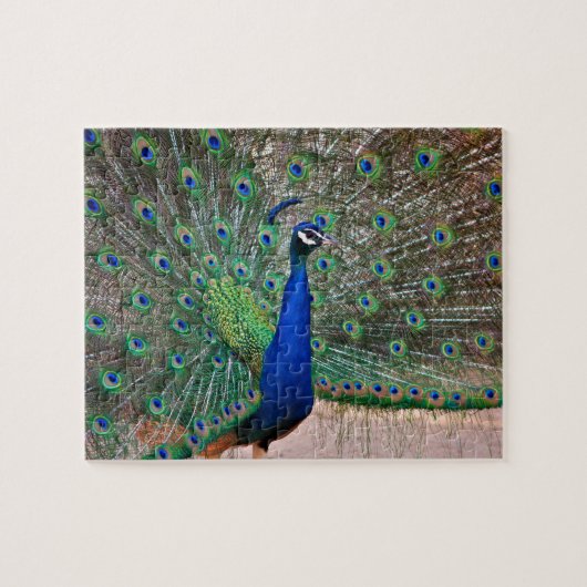 Peacock-vogel in volledig scherm legpuzzel (Horizontaal)
