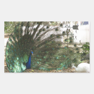 Peacock Vogel Plumage en Albino Peahen Foto Rechthoekige Sticker