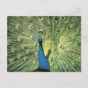 Peacock-weergave Briefkaart