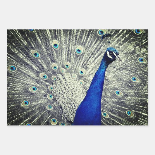 Peacock Wrapping Paper (Voorkant 2)