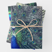 Peacock Wrapping Paper (In situ)