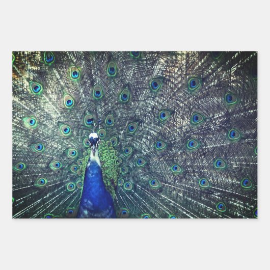 Peacock Wrapping Paper (Voorkant)