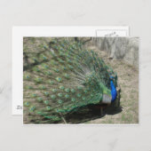 Peacocks Briefkaart (Voorkant / Achterkant)