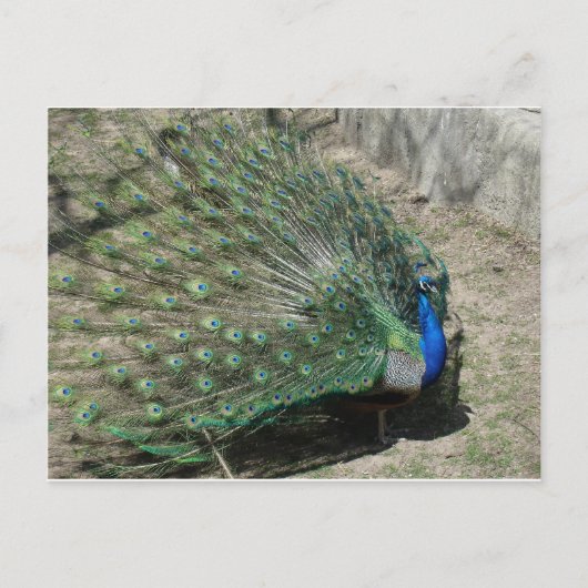 Peacocks Briefkaart (Voorkant)