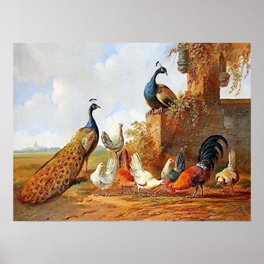 Peacocks en Poster van kippen (Voorkant)
